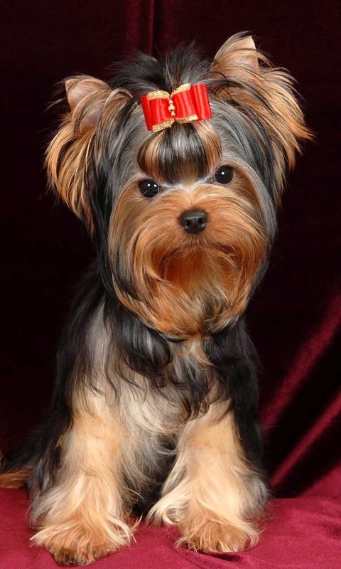 Yorkshire Terrier fr截图3