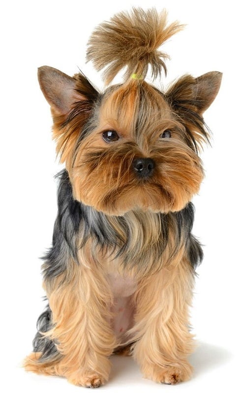 Yorkshire Terrier fr截图1