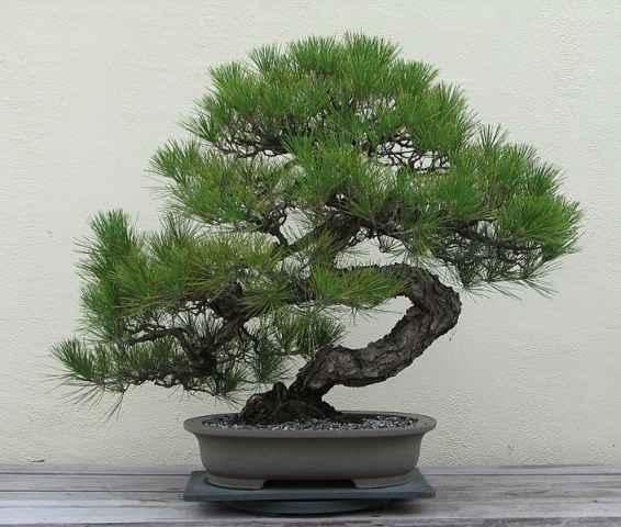 Design Bonsai Ideas截图1