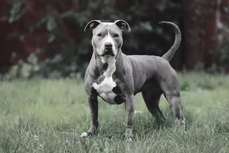 American Pit Bull Terrie...截图2