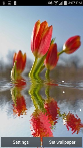 Tulips in water III截图4