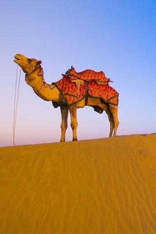 Desert Wallpapers HD截图1