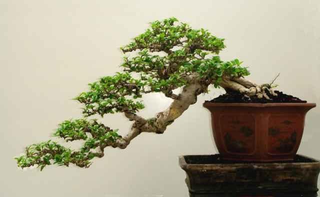 Design Bonsai Ideas截图2