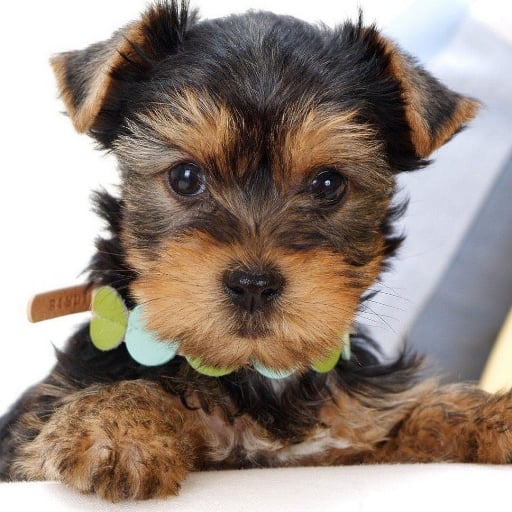 Yorkshire Terrier fr截图2