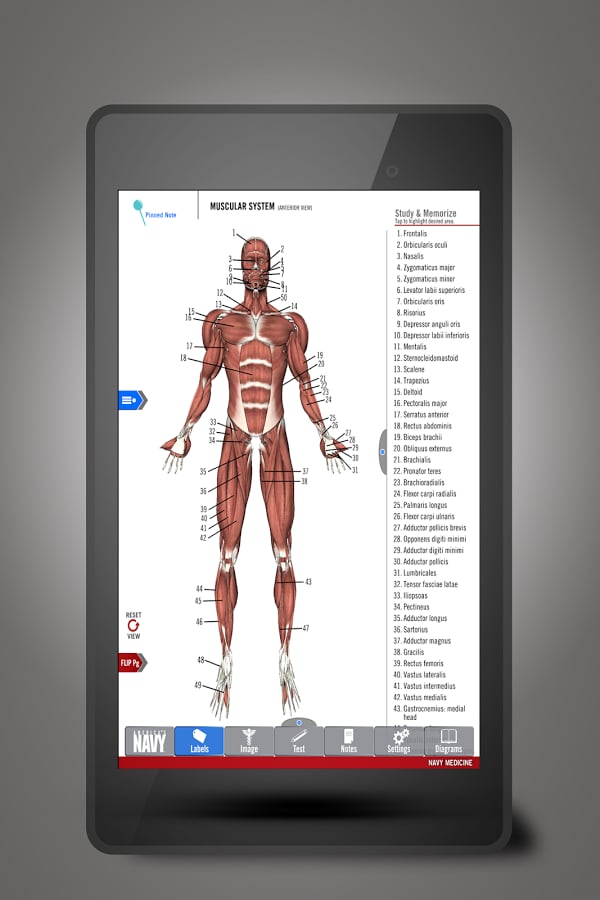 Muscles Anatomy截图3