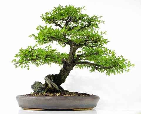 Design Bonsai Ideas截图3