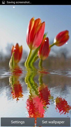 Tulips in water III截图1