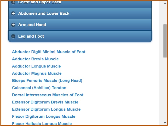 Muscular System(Anatomy)截图3