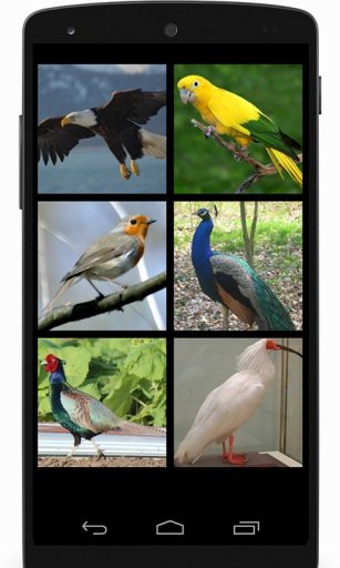 Birds Sounds截图1