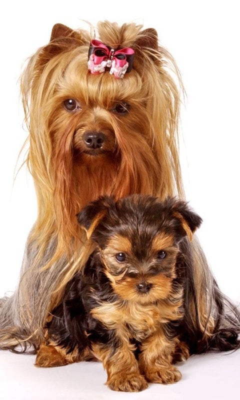 Yorkshire Terrier es截图2