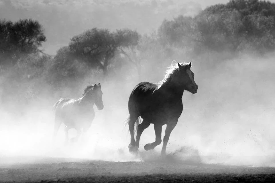 Horse Photo Free截图6