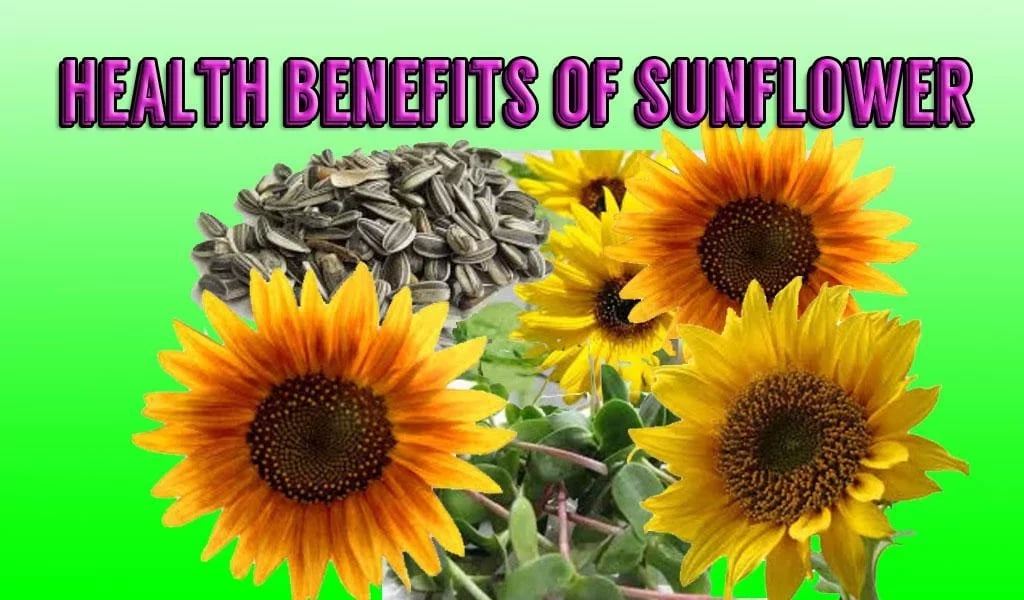 Health Benefits of Sunfl...截图1