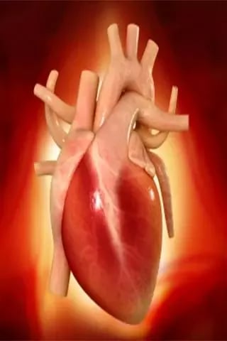 Human Heart Anatomy截图2