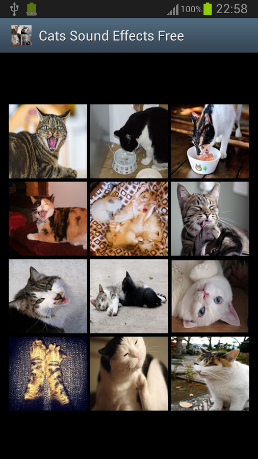 Cats Sound Effects Free截图2