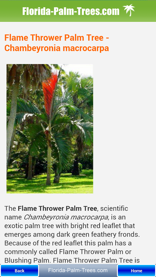 Florida Palm Trees截图3