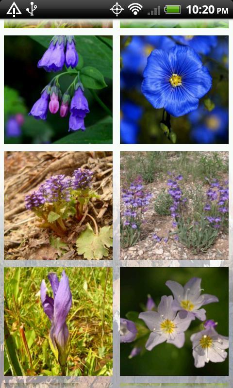 Wildflowers of Cedar Breaks截图4