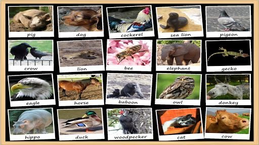 Animal Sounds Soundboard截图4