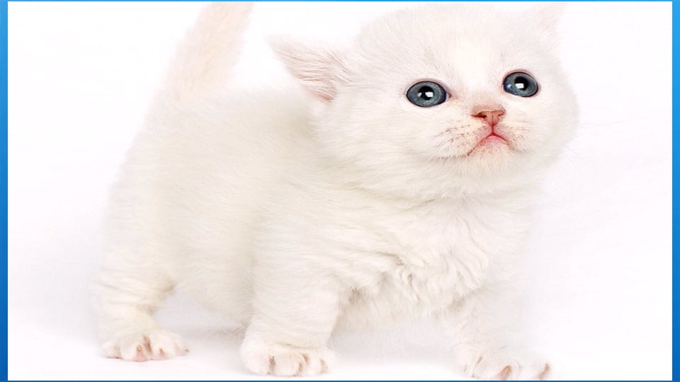 Stunning Cats Images截图5