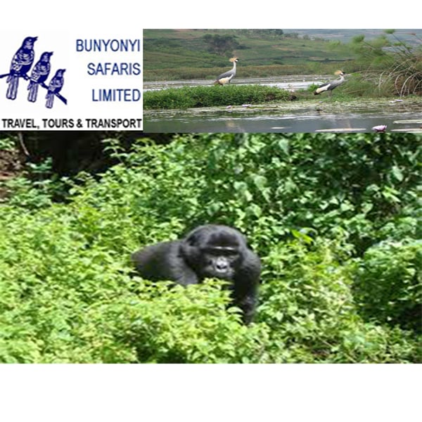 Uganda Bunyonyi Safaris ...截图1