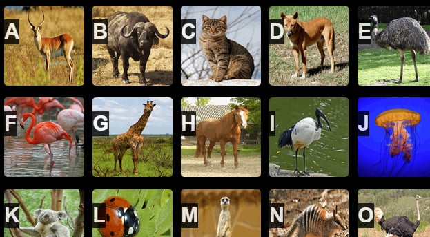 A to Z Animals截图3