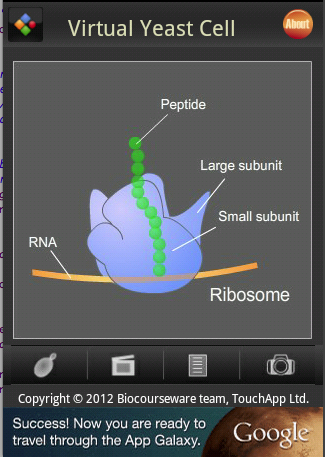 Virtual Yeast Cell截图2