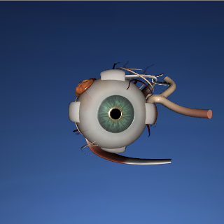 EON 3D Human Eye截图1