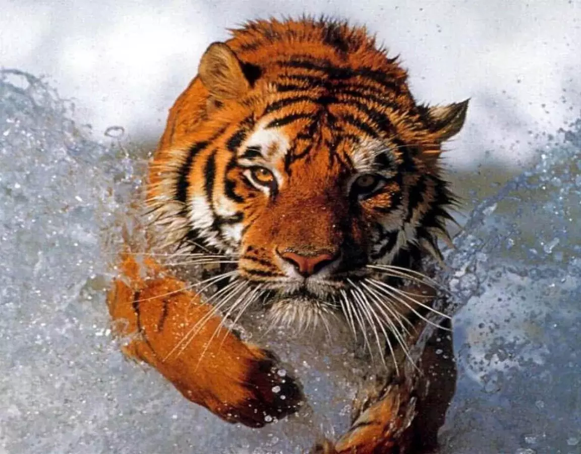 3D Tiger截图4