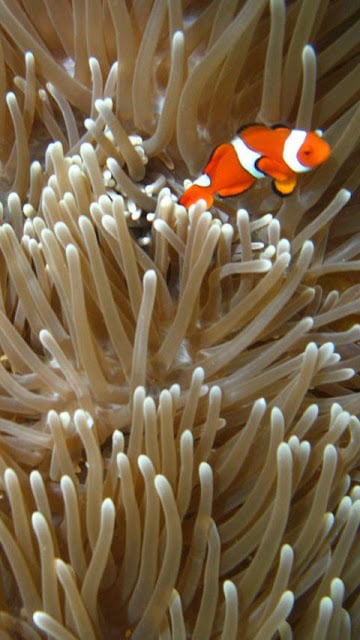 Clownfish Wallpapers截图1