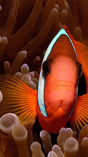 Clownfish Wallpapers截图5