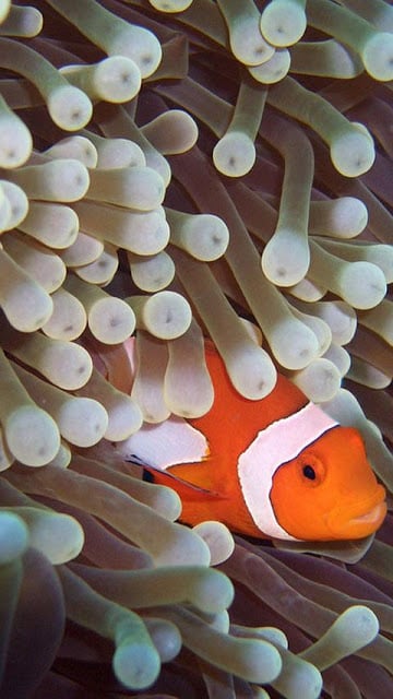 Clownfish Wallpapers截图2