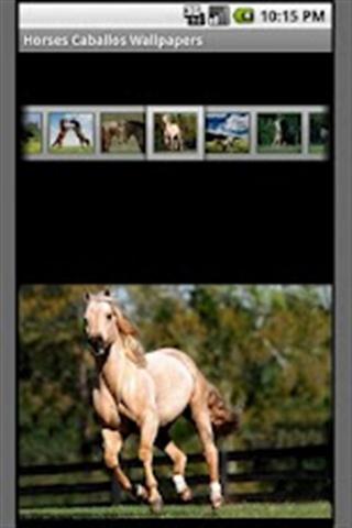 马墙纸 Horses Wallpapers截图4