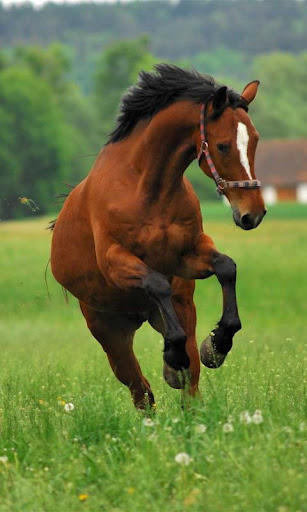 Horses, my passion截图4