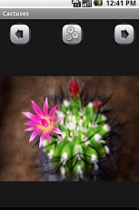 仙人掌壁纸 Cactuses Wallpaper截图1