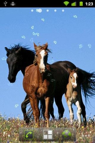 Horses Slide Show截图3