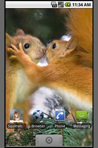 Squirrels - Ardillas Wallpapers截图1