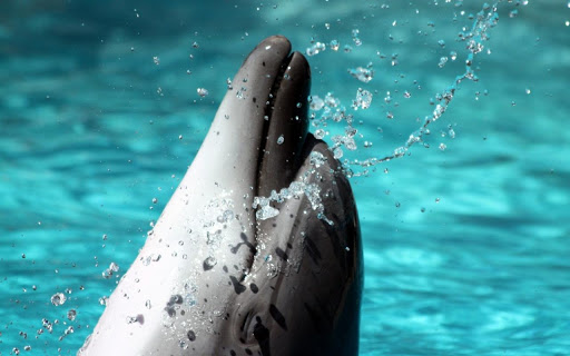 Beautiful Dolphins HD截图3