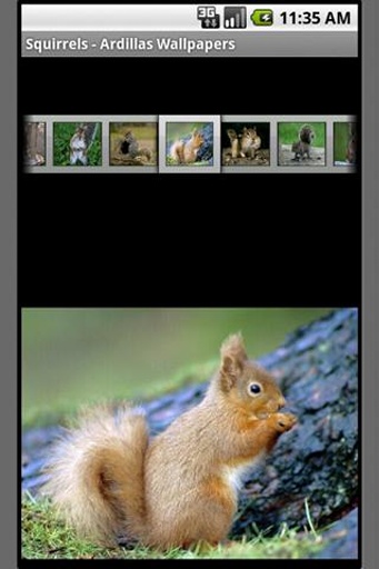 Squirrels - Ardillas Wallpapers截图2