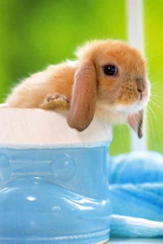 Cute Animal Wallpaper 7截图2