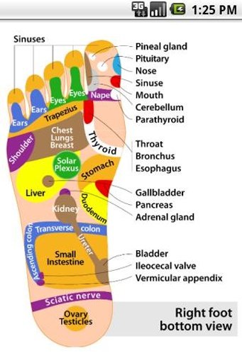 Foot Reflexology chart截图1