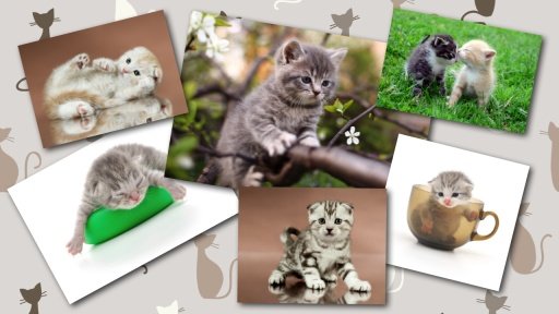 BABY CAT KITTEN LIVE WALLPAPER截图2