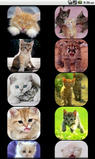 Kids - Cat Sounds截图10