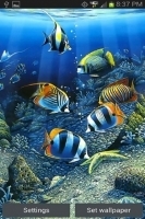 Colorful Fish Live Wallpaper 29截图3