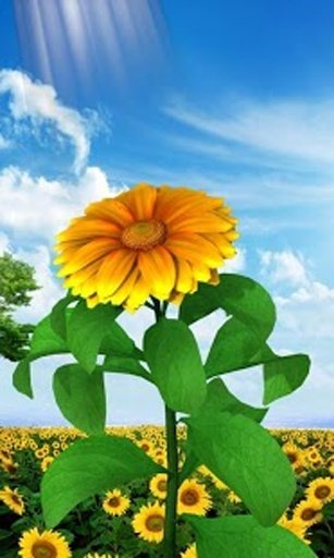 3D Sun Flower Live Wallpaper截图6