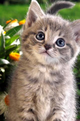 Cute Animal Wallpaper 5截图1