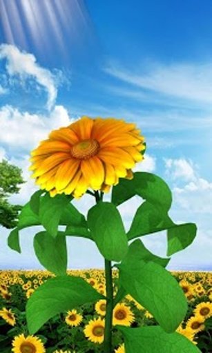 3D Sun Flower Live Wallpaper截图1