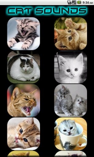 Kids - Cat Sounds截图1