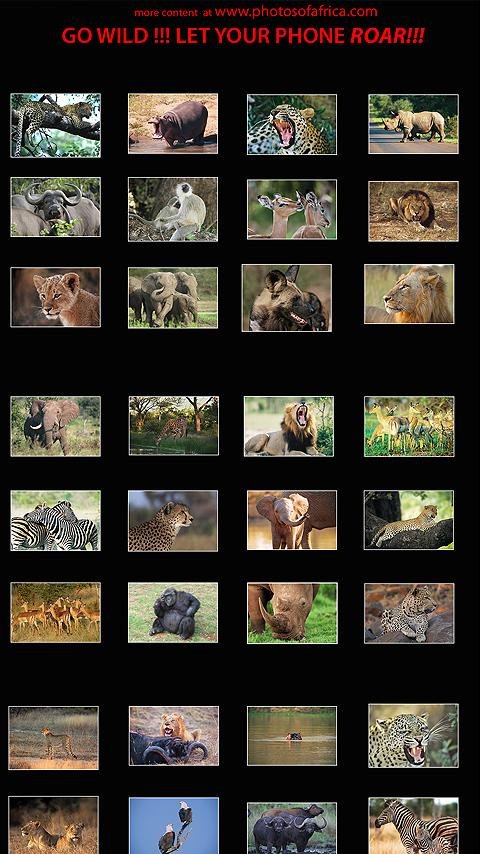 Kruger Park Wildlife截图4