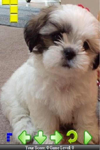 My Cute Shih Tzu Puppies截图6