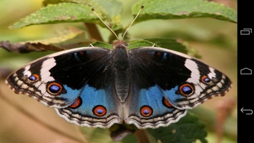 Butterfly - puzzle game截图7