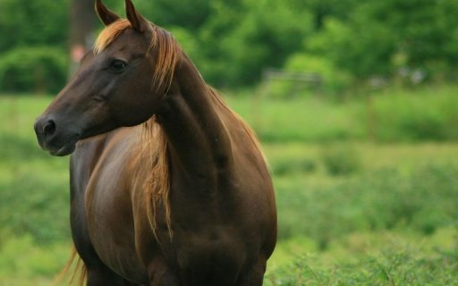 Moving Horses HD Live Wall Fre截图2